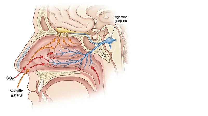 Carbonic acid triggers the trigeminal nerve, causing a pain response that masks delicate olfactory signals.