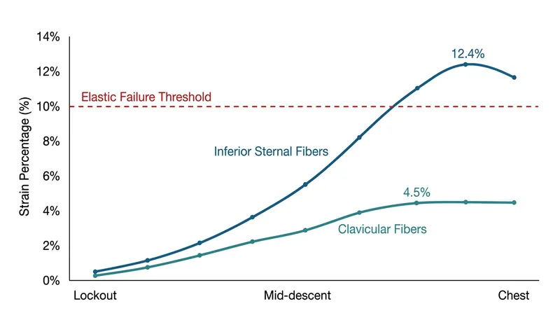 Inferior sternal fibers cross the 10 percent elastic failure threshold right as the bar touches the chest.