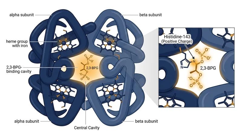 Adult hemoglobin relies on positively charged Histidine-143 residues to anchor the 2,3-BPG off-switch.