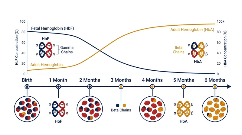Infants rapidly replace their high-affinity fetal hemoglobin with the adult variant shortly after birth.