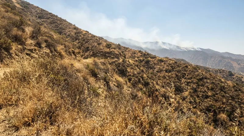 Illustration: Superheated gases flow through unburned vegetation, flash-drying the fuels before the flames arrive.