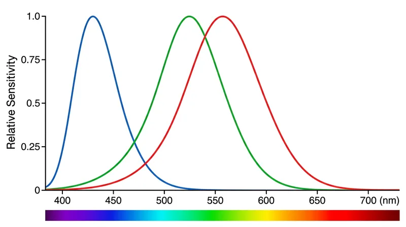 Human short-wavelength cones are highly sensitive to blue light but struggle to detect the heavily scattered violet photons.