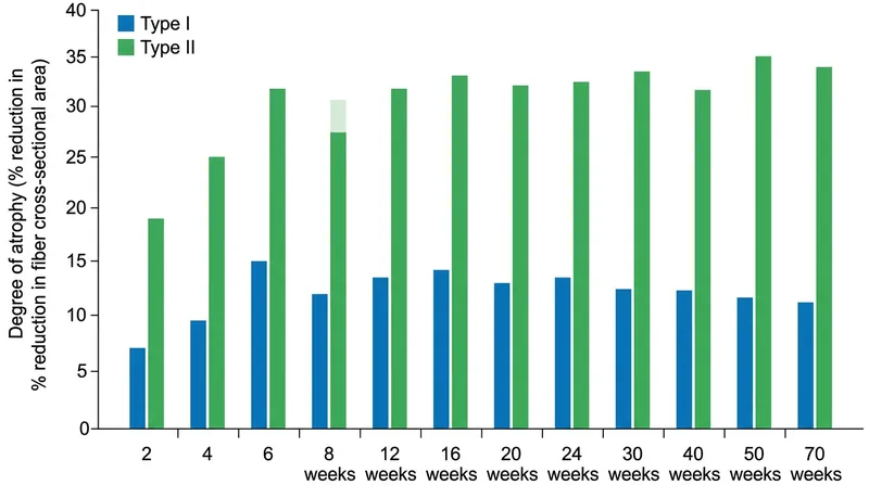 Type II fast-twitch fibers atrophy at more than twice the rate of Type I endurance fibers as the body ages.