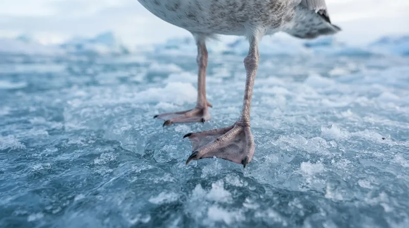 Illustration: Waterbirds can stand on frozen surfaces for hours without suffering frostbite.
