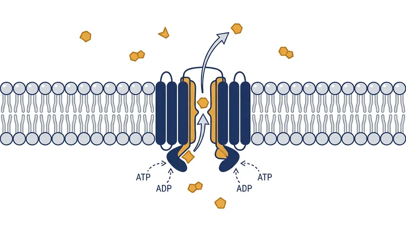The P-glycoprotein efflux pump actively recognizes and ejects second-generation antihistamines from the central nervous system.