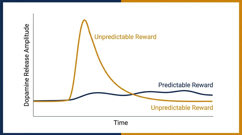 Unpredictable rewards trigger significantly larger dopamine spikes than guaranteed outcomes.