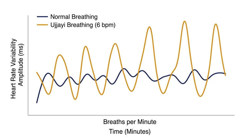 Slow, resisted breathing maximizes baroreflex sensitivity, leading to higher heart rate variability.