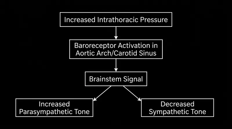 The mechanical pressure changes of Ujjayi breathing directly stimulate the nervous system to shift out of fight-or-flight mode.