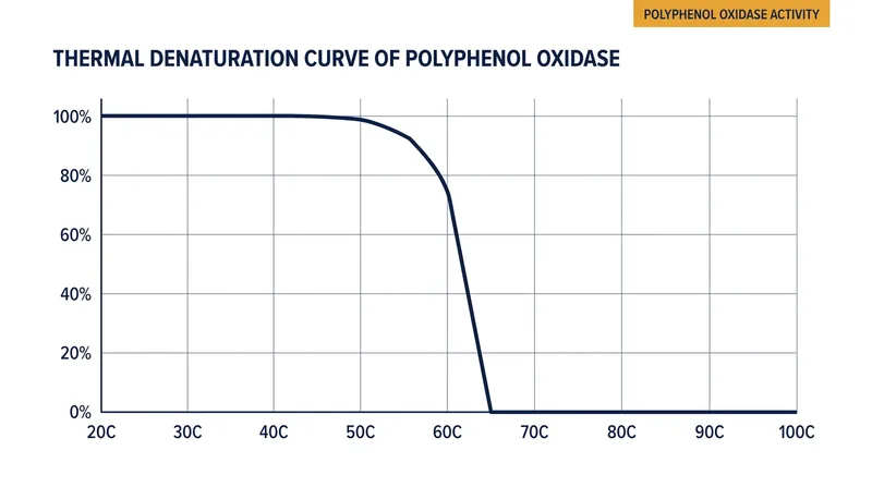 Polyphenol oxidase loses its structural integrity and ceases all oxidative activity once internal leaf temperatures cross 65°C.