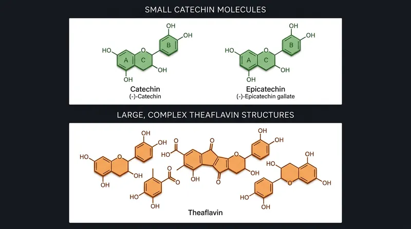 Theaflavins are significantly larger molecules than catechins, requiring hotter water to fully extract during brewing.