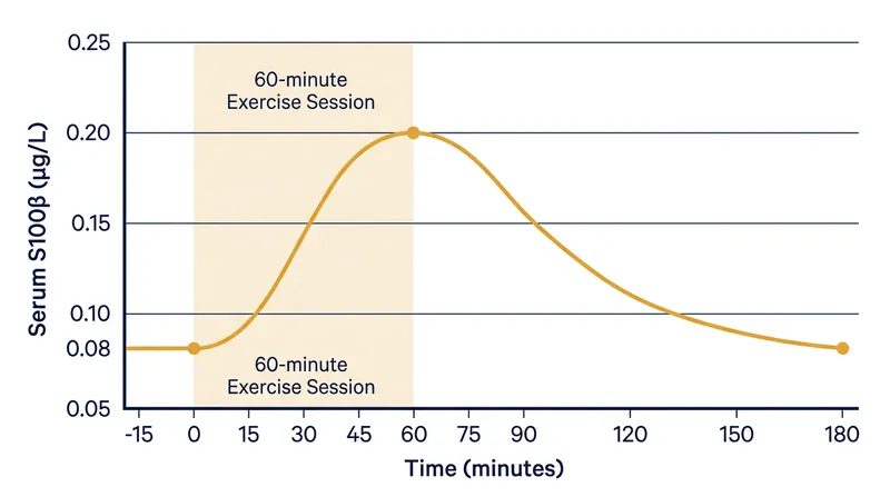 Serum S100β, a biomarker for blood-brain barrier permeability, spikes immediately following exercise before returning to baseline.