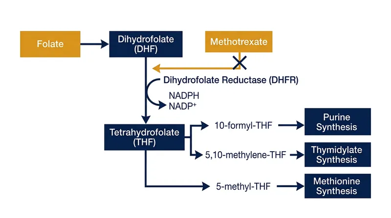 Methotrexate starves rapidly dividing cells by blocking the DHFR enzyme.