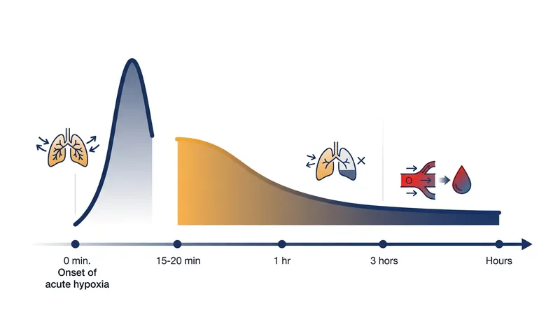 The brain actively suppresses the body's rapid breathing response after 15 to 20 minutes of hyperventilation.
