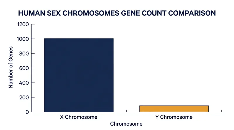 The massive gene disparity between the X and Y chromosomes necessitates dosage compensation.