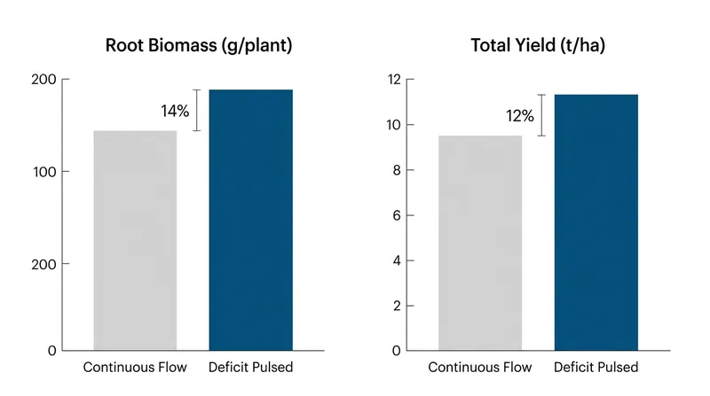 Forcing roots to chase moisture expands the plant's nutrient-gathering network.