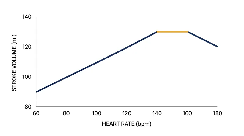 Stroke volume begins to plateau when the heart's filling time becomes too short to accept a full volume of blood.