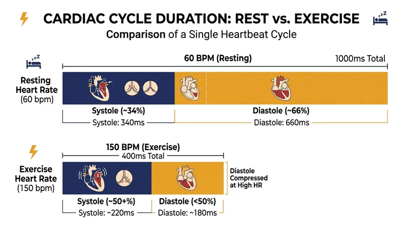 As heart rate increases, the relaxation phase (diastole) compresses far more than the contraction phase (systole).