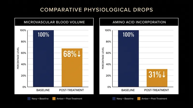 The muscle extracts amino acids more efficiently from the remaining blood, limiting the total protein synthesis deficit.