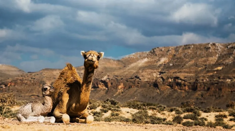 Government forces in Shabwa face the challenge of securing the province against potential ground incursions.