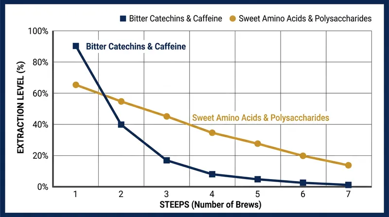 Catechins extract rapidly in the first infusion, altering the ratio of bitter to sweet compounds in subsequent pours.
