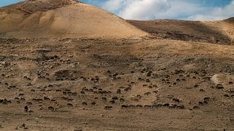 The annual olive harvest frequently requires an international protective presence due to territorial disputes.