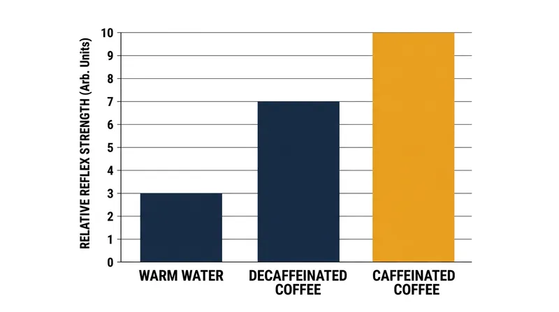 Even without caffeine, the chlorogenic acids in coffee significantly boost the morning reflex.