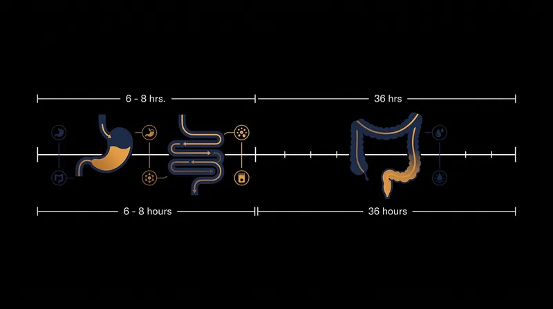 Food requires more than a day to fully navigate the human digestive tract.