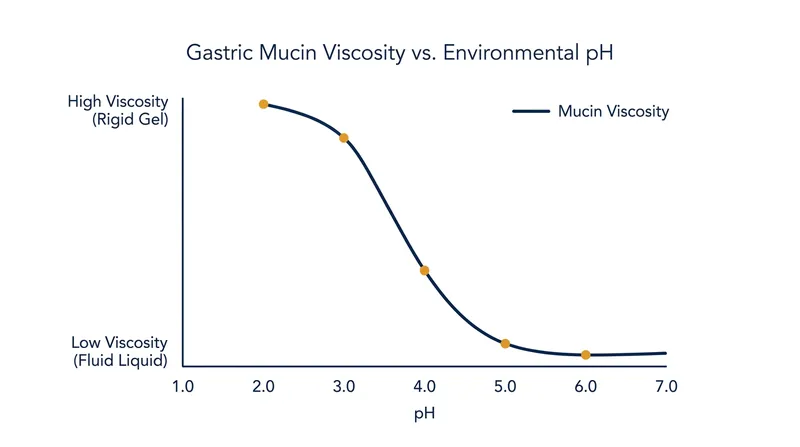 As the ammonia raises the local pH, the surrounding gastric mucus transitions from a rigid gel to a fluid liquid.