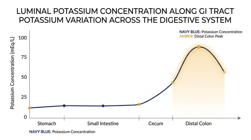 Potassium concentrations peak in the distal colon, creating the gradient necessary for the drug to function.