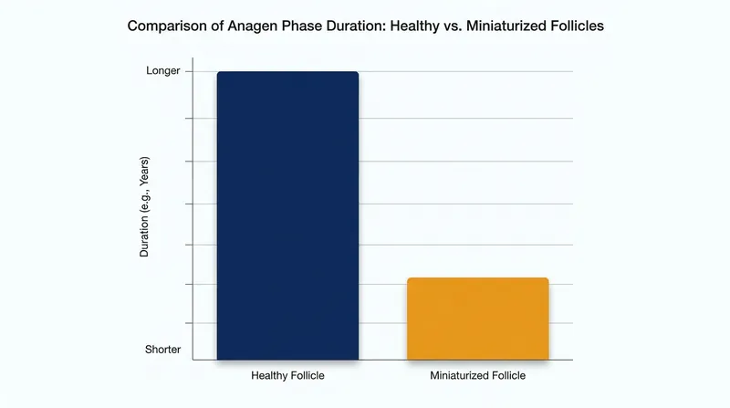DHT dramatically shortens the anagen growth phase, preventing the hair from reaching its full structural thickness.