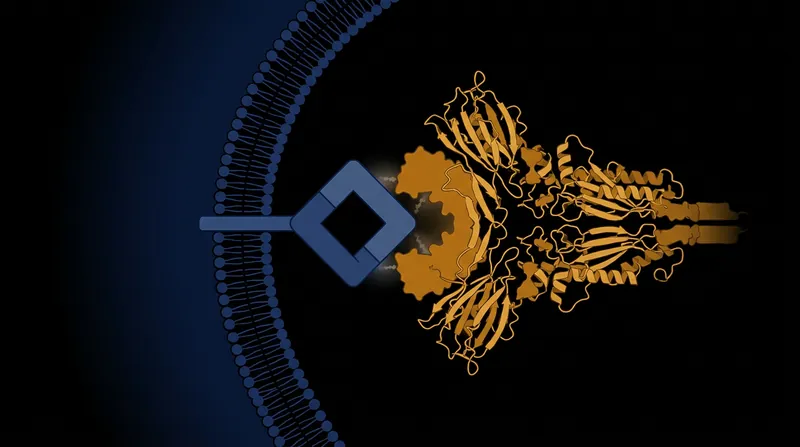 The Andes hantavirus utilizes a deep structural pocket to capture the human PCDH1 receptor while blocking larger immune antibodies.