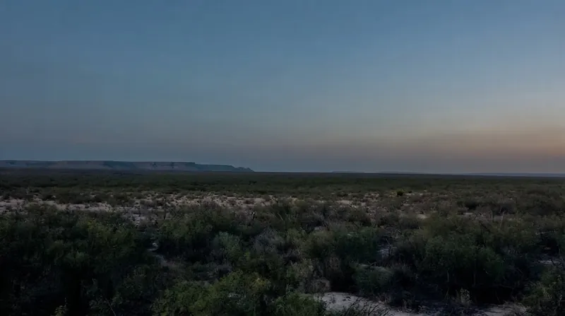 A wild female elk standing in the rugged, dry brush of West Texas.