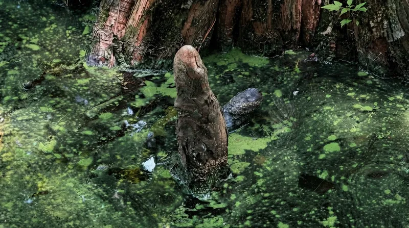 The instrument's 22-centimeter horizontal resolution allows it to distinguish individual tree branches from the underlying ground elevation.
