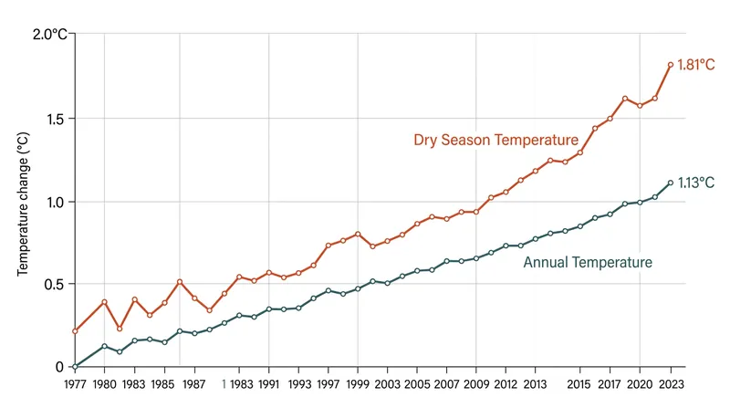 Historical data shows a pronounced warming trend across the Amazon basin, particularly during the vulnerable dry season.