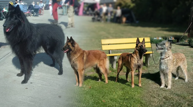 Despite identical genetics, epigenetic factors and environmental conditioning will still dictate whether a cloned puppy becomes a successful operator.