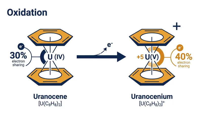 Oxidation increases the uranium atom's share of bonding electrons to over 40 percent.