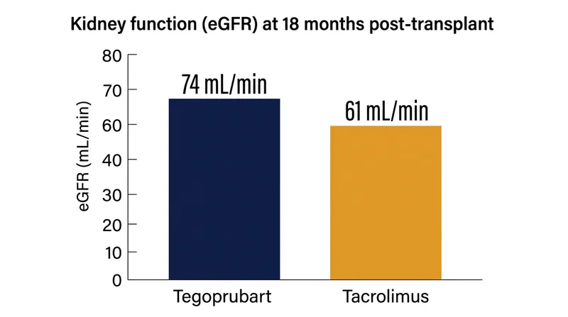 Patients receiving tegoprubart maintained a significantly higher estimated glomerular filtration rate at 18 months.