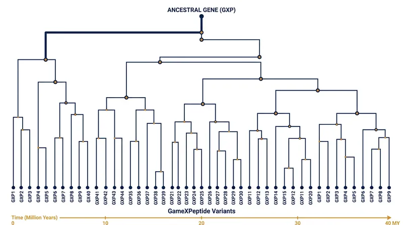 Researchers traced 49 distinct peptide variants back to a single 15,000-base-pair ancestral gene.
