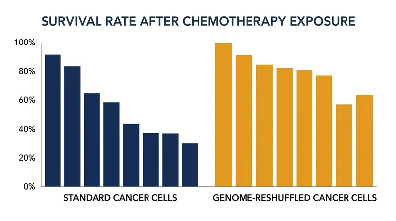 Cells that successfully reshuffle their genome quickly dominate the tumor mass after chemotherapy is applied.
