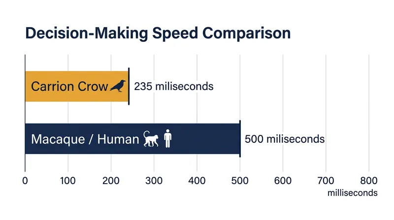 Crows execute visual decision-making tasks in less than a quarter of a second.