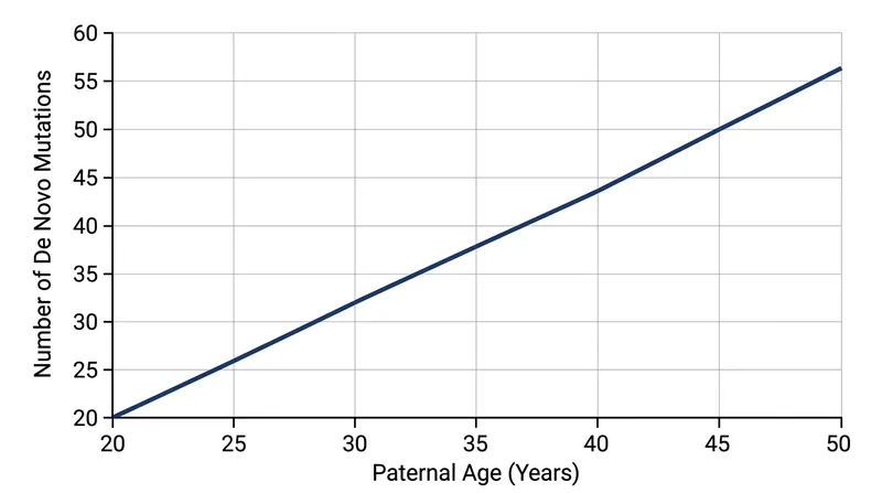 The number of novel genetic mutations introduced into a genome increases steadily with the father's age at conception.