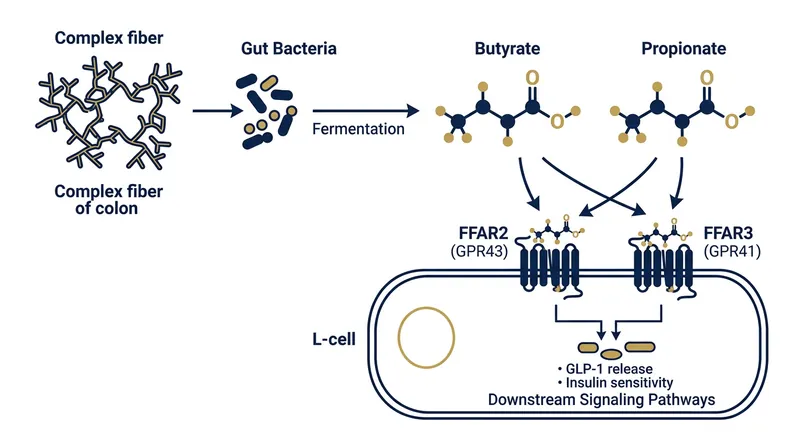Microbial fermentation converts indigestible fiber into short-chain fatty acids, the chemical keys that unlock GLP-1 release.