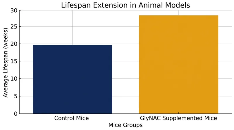 In animal models, continuous GlyNAC supplementation increased the total lifespan of aged mice by 24 percent.