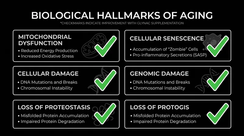 Clinical trials demonstrate that GlyNAC supplementation reverses multiple recognized hallmarks of biological aging.